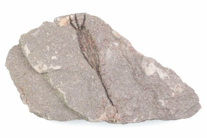 Fossil Eocrinoid (Ascocystites) - El Kaid Rami, Morocco #376561